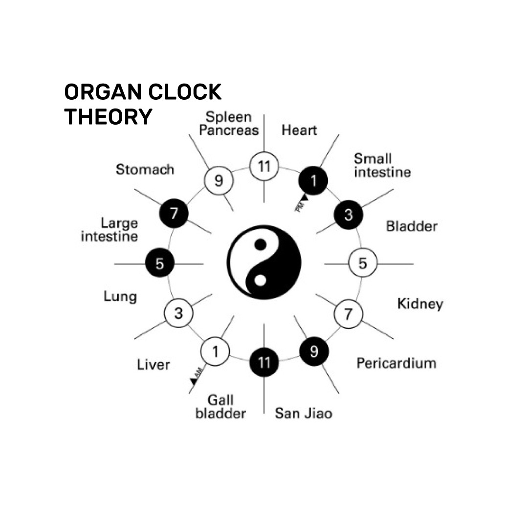 Organ clock theory